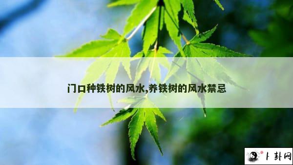 门口种铁树的风水,养铁树的风水禁忌