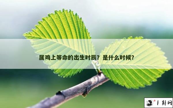 属鸡上等命的出生时辰？是什么时候？