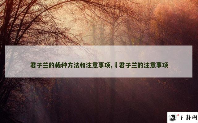 君子兰的栽种方法和注意事项,​君子兰的注意事项
