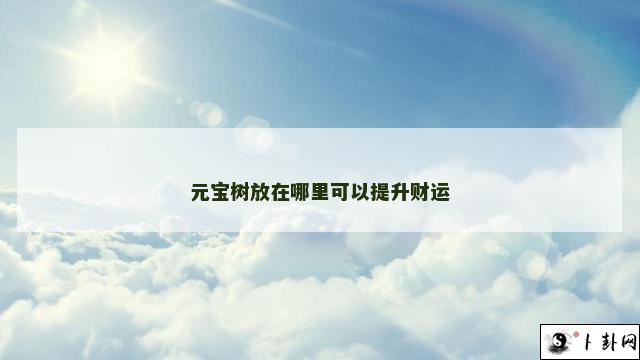 元宝树放在哪里可以提升财运