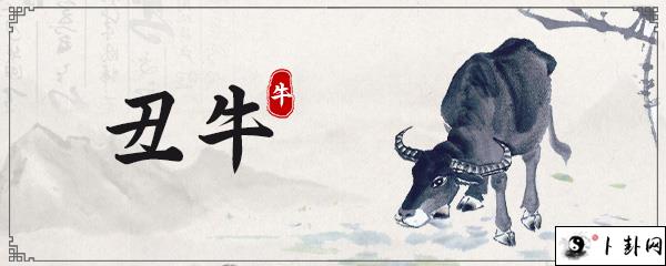 属牛人适合养什么花