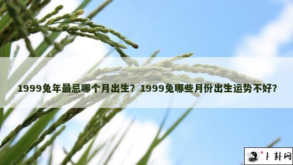 1999兔年最忌哪个月出生？1999兔哪些月份出生运势不好？