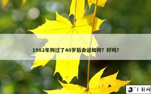 1982年狗过了40岁后命运如何？好吗？