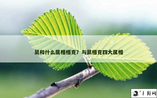 鼠和什么属相相克？与鼠相克四大属相