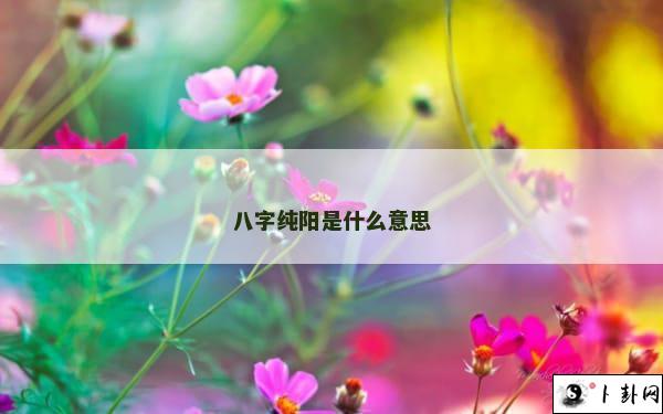 八字纯阳是什么意思